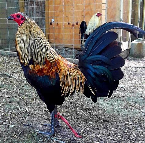 warhorse gamefowl